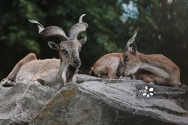 一对美丽的土库曼盘羊躺在岩石上休息图片素材