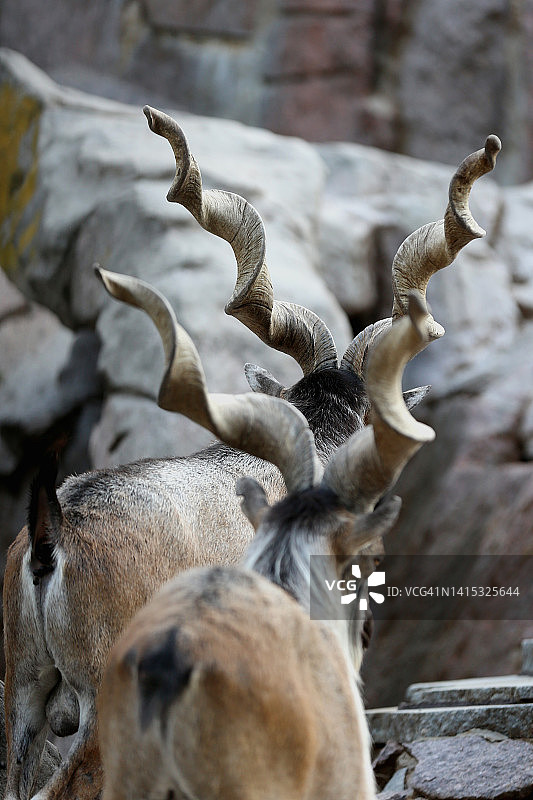 一对土库曼盘羊站在山区岩石区，后视图图片素材