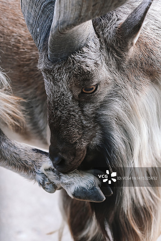 咬蹄子的土库曼斯坦捻角山羊（雄性）图片素材