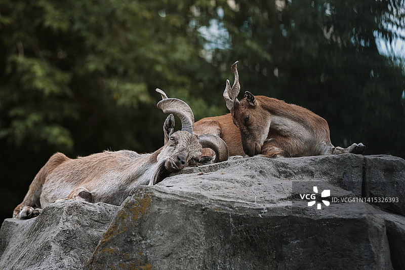 一对土库曼斯坦捻角山羊在岩石上放松图片素材