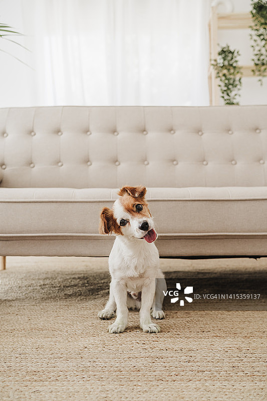 歪着头坐在沙发前的狗图片素材