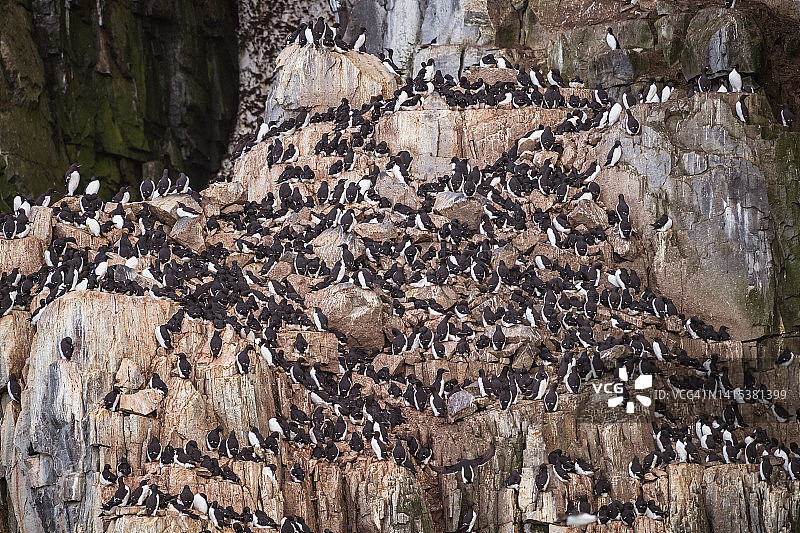 崖壁上的海雀群图片素材