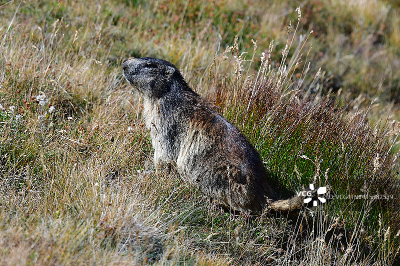 高山草甸上专注的旱獭图片素材