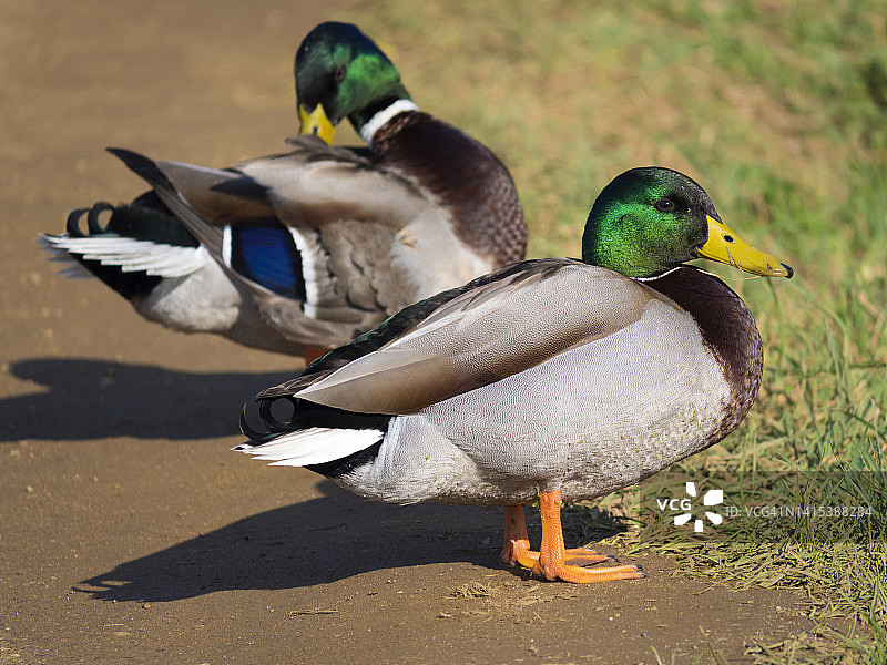 两只绿头鸭在牛津查韦尔河边休憩图片素材