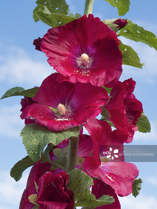 拉德利牛津郡乡村花园中盛开的木槿图片素材