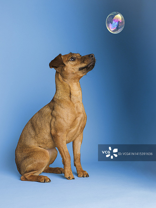 帕特斯代尔梗犬正在看肥皂泡图片素材