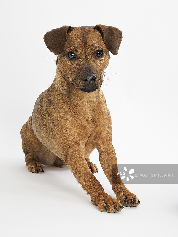 白色背景上的帕特戴尔梗犬棚拍肖像图片素材