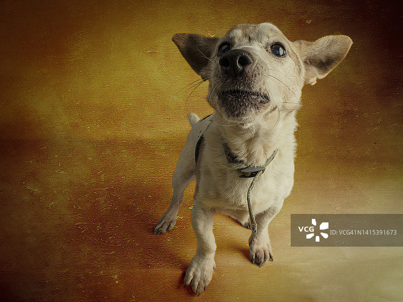 杰克罗素犬的影棚肖像图片素材