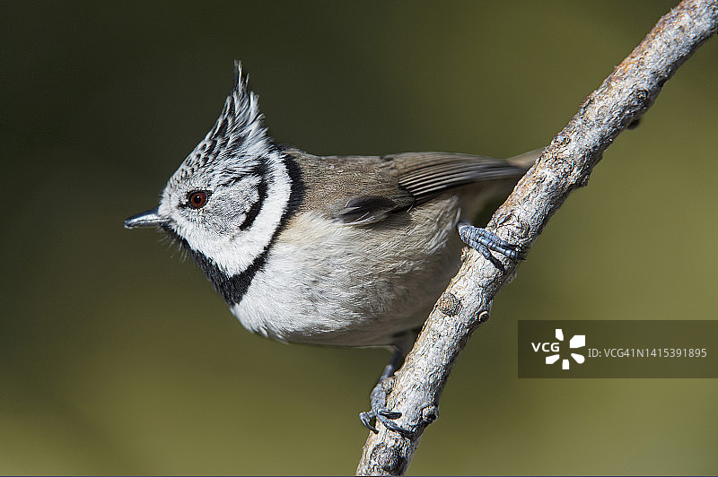 欧洲凤头山雀，瑞士瓦莱州图片素材