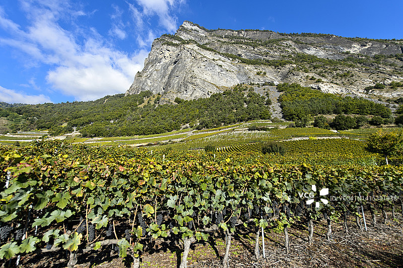 瑞士瓦莱州莱特龙阿尔代韦山脚下的莱特龙葡萄酒产区的葡萄藤图片素材