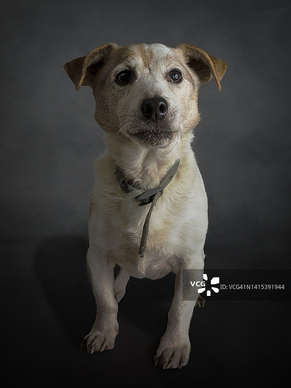 杰克罗素犬的影棚肖像图片素材
