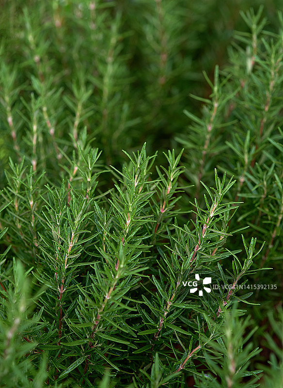 香草园中迷迭香灌木的绿色背景图片素材