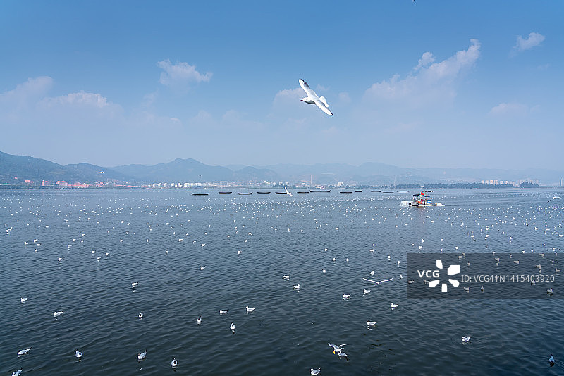 昆明滇池附近的海鸥群图片素材