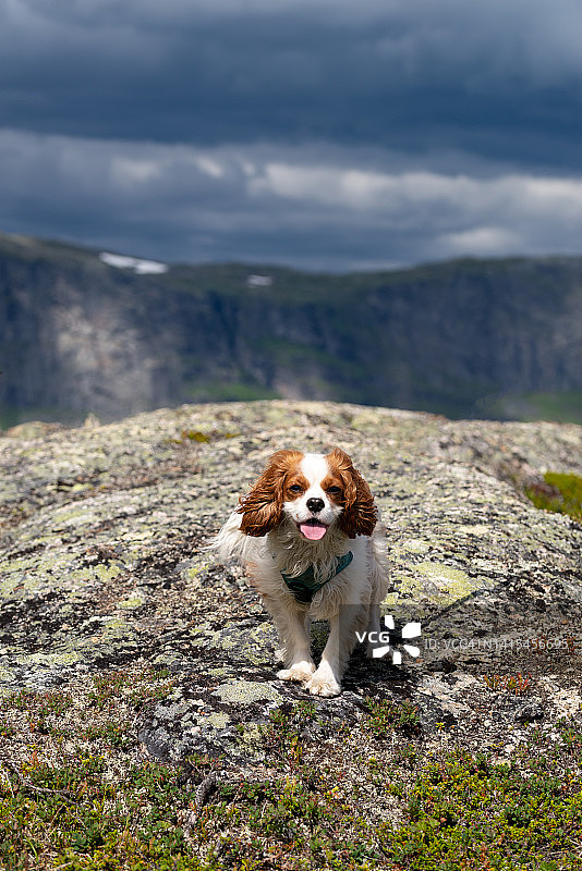 站在挪威山顶的查理士王小猎犬图片素材