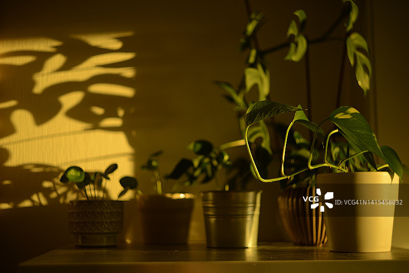 美丽日落光线下看到的绿色室内植物图片素材