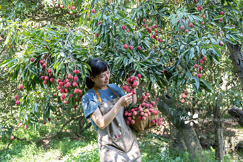 女农民采摘荔枝并在网上出售图片素材