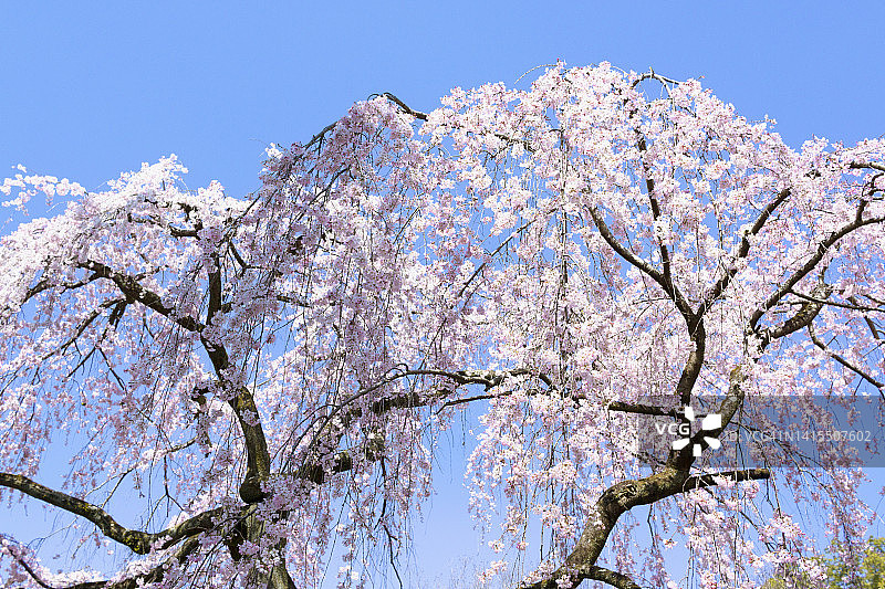 垂枝樱花树图片素材
