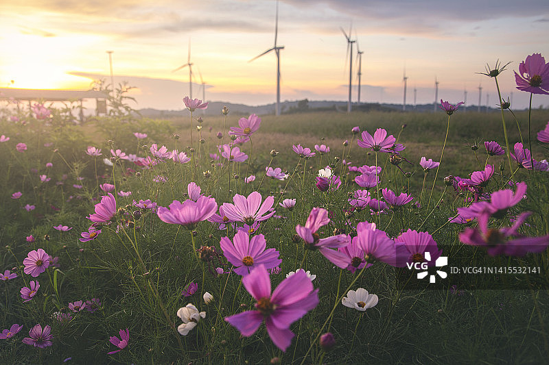 飞燕草花田图片素材
