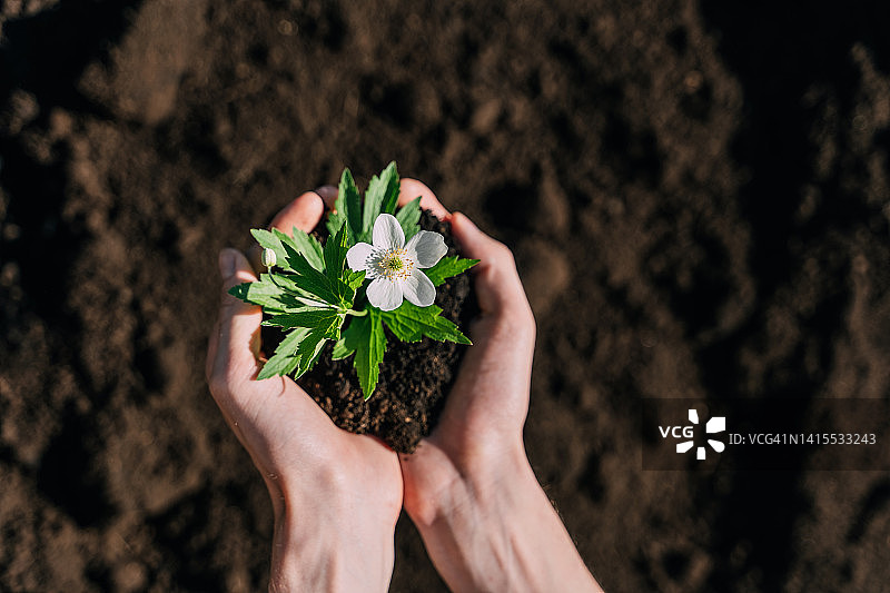 男人在花园里种花图片素材