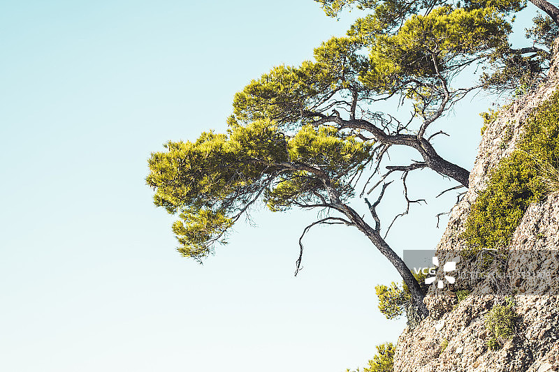 意大利利古里亚大区 Portofino 的海松细节图片素材