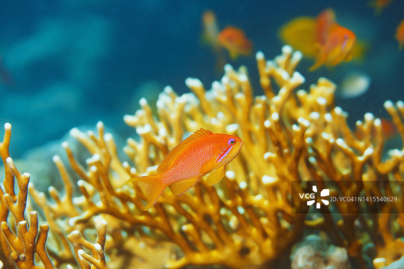 珊瑚礁橙色鳞鳍花鮨和火珊瑚图片素材