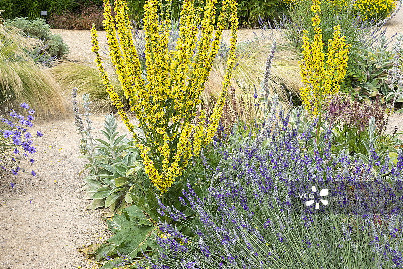 夏季干燥花园中的毛蕊花和薰衣草图片素材