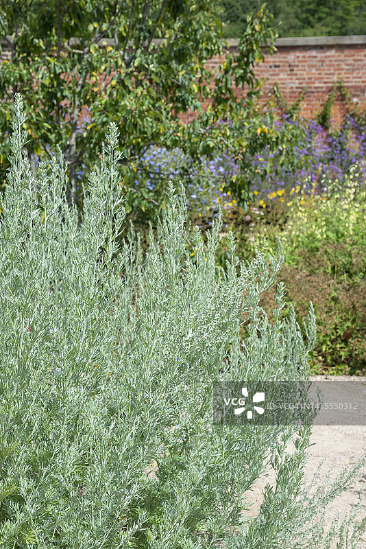 7月花园里开花的苦艾图片素材