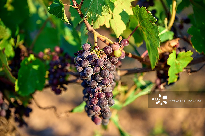 博若莱葡萄特写图片素材