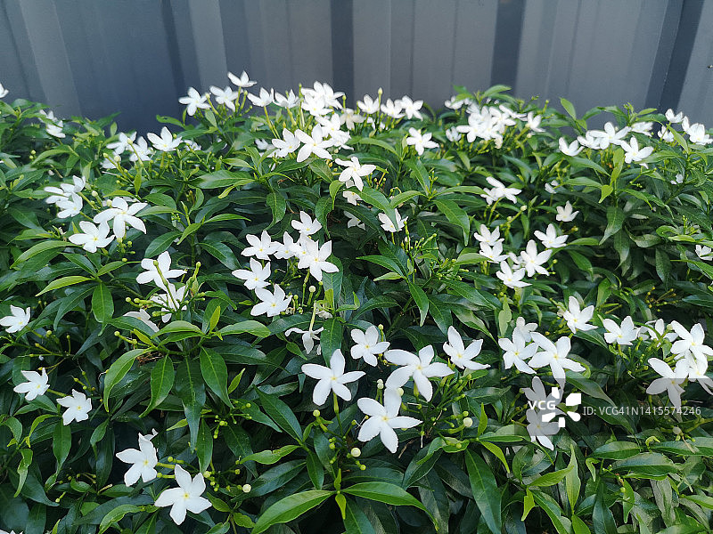 栀子花，茜草科植物图片素材