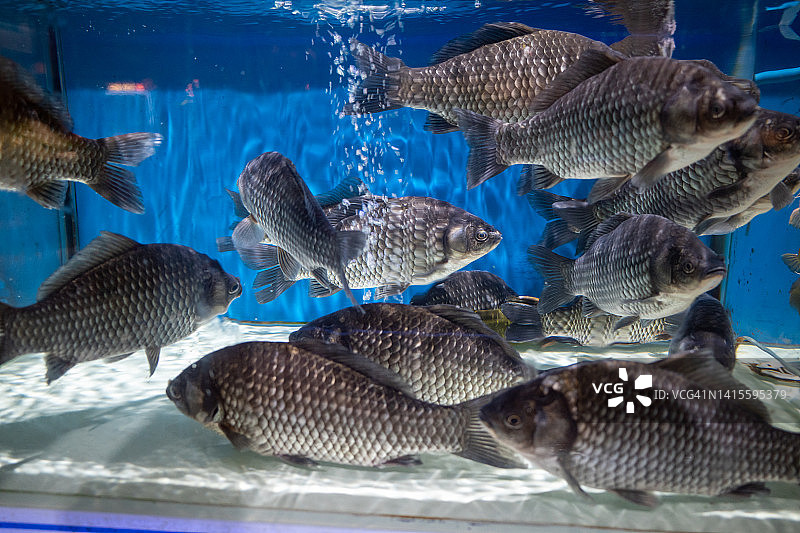 鱼缸里待售的鲫鱼图片素材