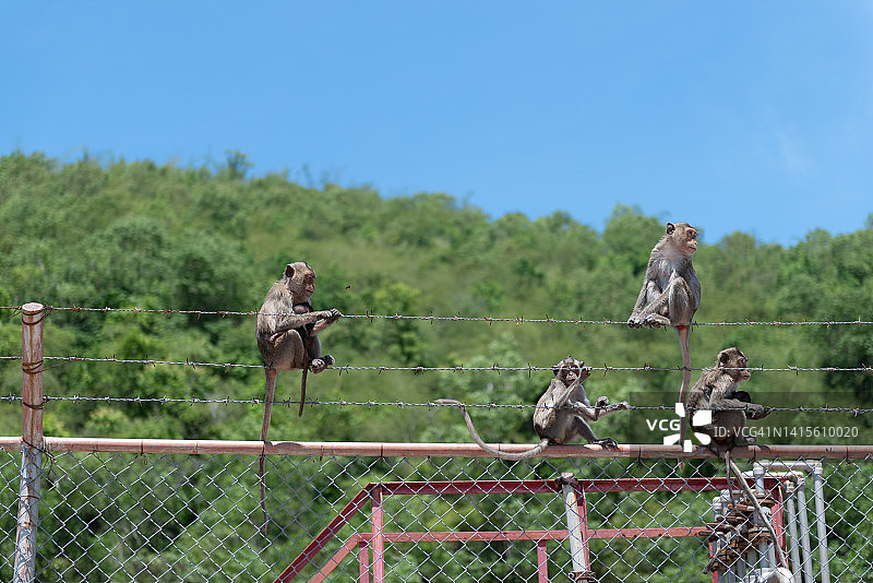 长尾或食蟹猕猴幼崽和青少年图片素材
