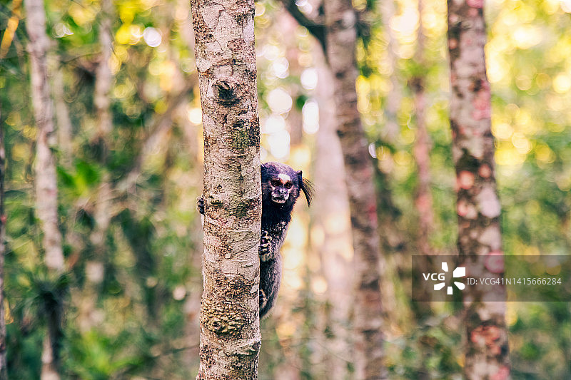 弗洛里亚诺波利斯的公共公园图片素材