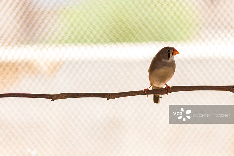 斑胸草雀图片素材