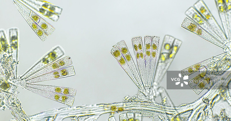 Licmophora sp. 藻类，显微镜下的海洋和淡水硅藻。底栖、光合和附生硅藻属图片素材