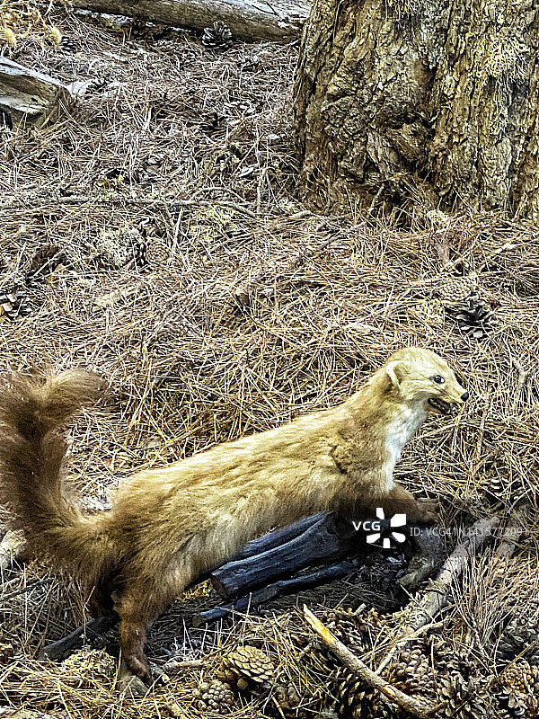 黄鼠狼图片素材