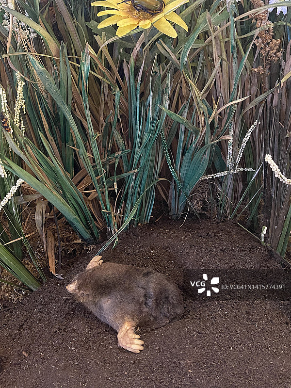 鼹鼠，塔尔帕图片素材