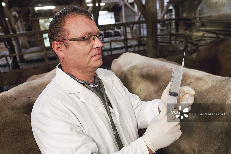 兽医拿着装有抗生素的注射器图片素材