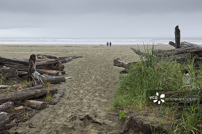 长滩和太平洋的浮木景观图片素材