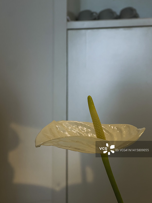 白色马蹄莲图片素材