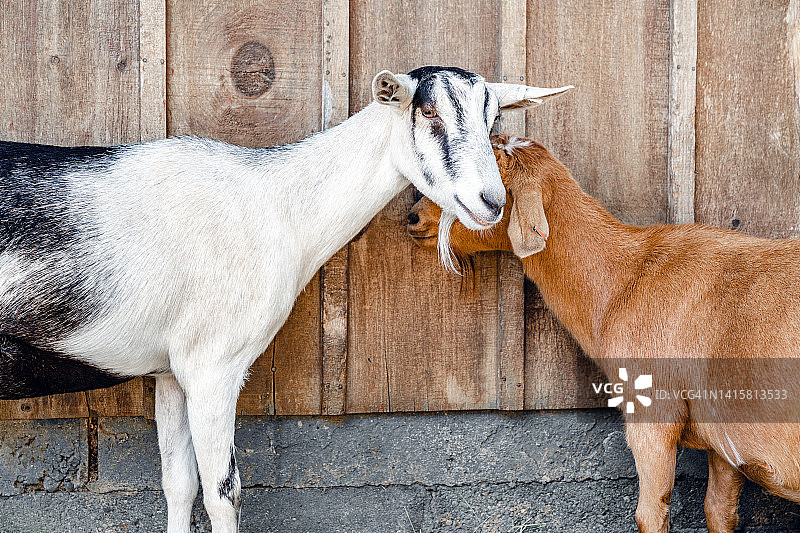 充满感情的母山羊爱抚着她的小山羊宝宝图片素材
