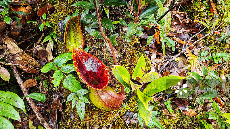 马来西亚沙捞越穆鲁山顶峰小径上的低地猪笼草高角度景色图片素材