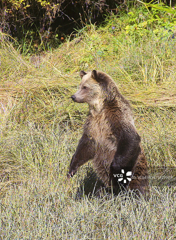 雌性灰熊图片素材