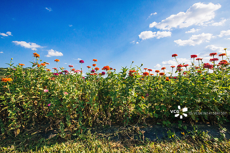 农场户外花田图片素材