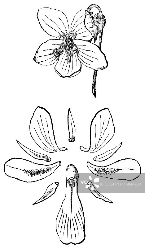 展示的紫罗兰花，花萼和花冠- 19世纪图片素材