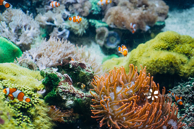 以珊瑚和苔藓为背景的小丑鱼。在一个大型水族馆里，小丑鱼在橙色珊瑚之间游泳。图片素材