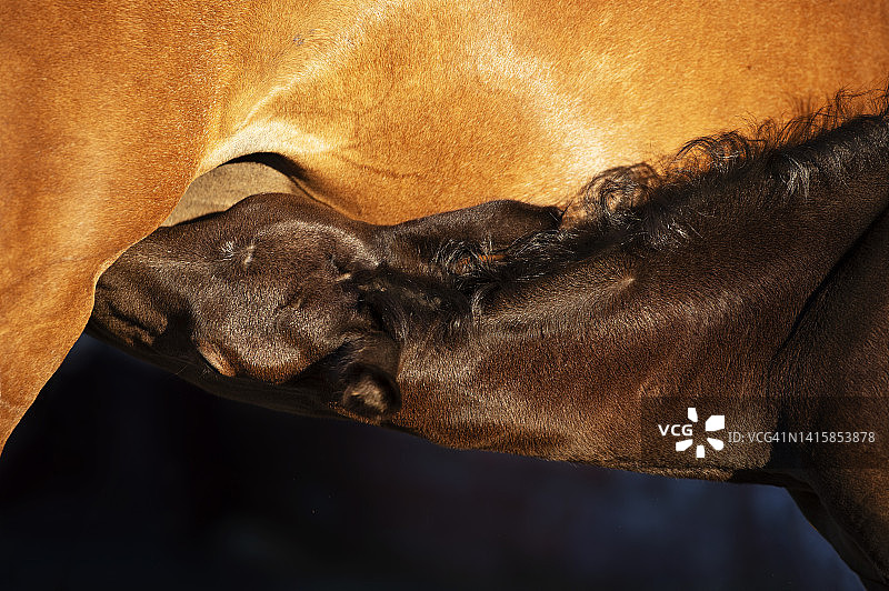 黑色小马驹喂养栗色妈妈的肖像特写图片素材