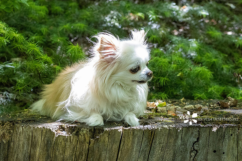长毛吉娃娃图片素材