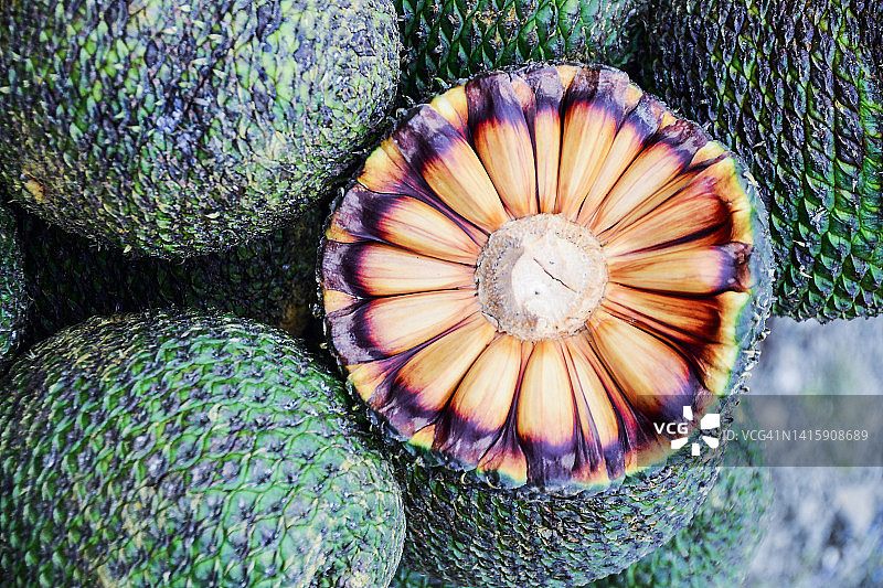 南洋杉科植物种子图片素材