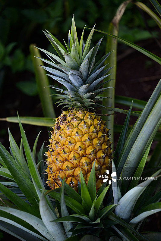 菠萝果实图片素材