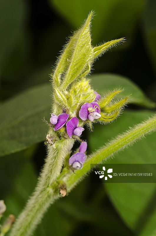 大豆花图片素材